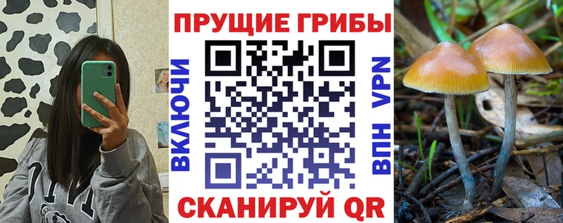 ссылка на мегу ONION  Обоянь  Псилоцибиновые грибы Psilocybe 