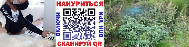 Бошки марихуана сатива  Обоянь 